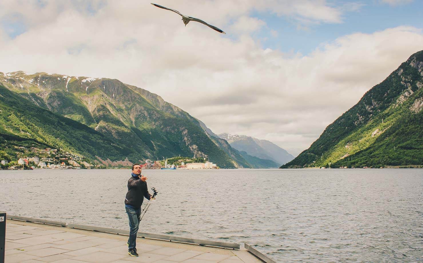 Trolltunga Hike Guide - Odda seagulls