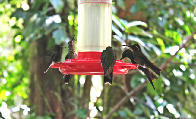 Three days guide to Monteverde Cloud Forest Reserve - the lush escape of Costa Rica hummingbird cafe