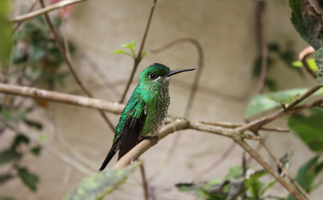 Three days guide to Monteverde Cloud Forest Reserve - the lush escape of Costa Rica hummingbird cafe