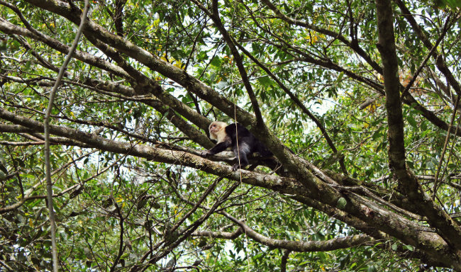 Three days guide to Monteverde Cloud Forest Reserve - the lush escape of Costa Rica white faced monkeys
