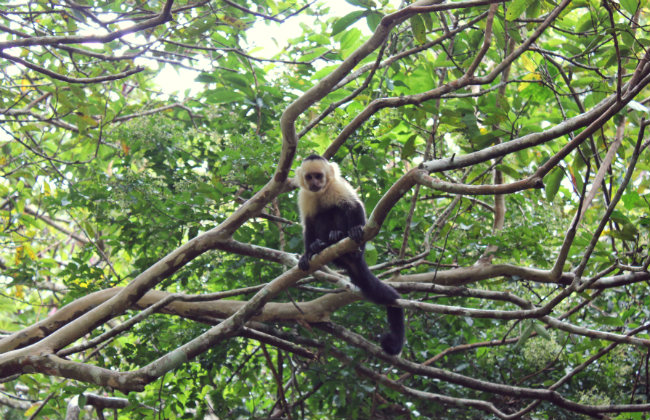 Three days guide to Monteverde Cloud Forest Reserve - the lush escape of Costa Rica white faced monkey