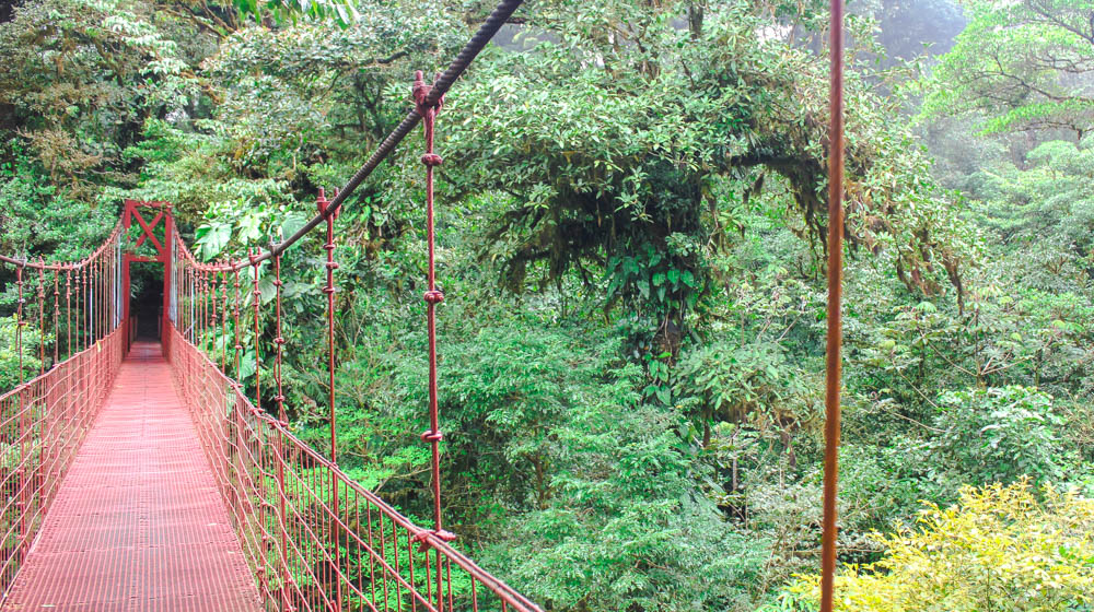 monteverde forest (1 of 1)