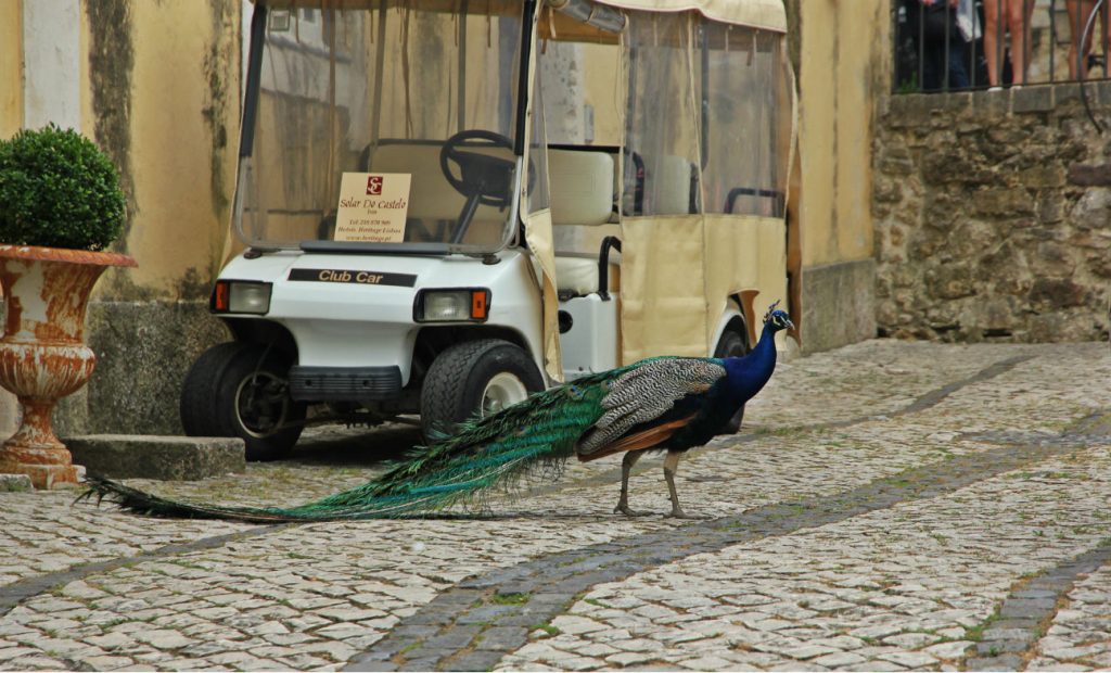 Peacock