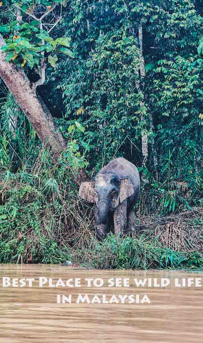 Pygmy elephants in Borneo