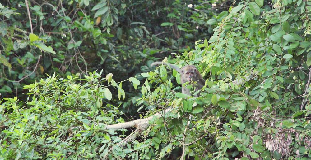 longtail monkey