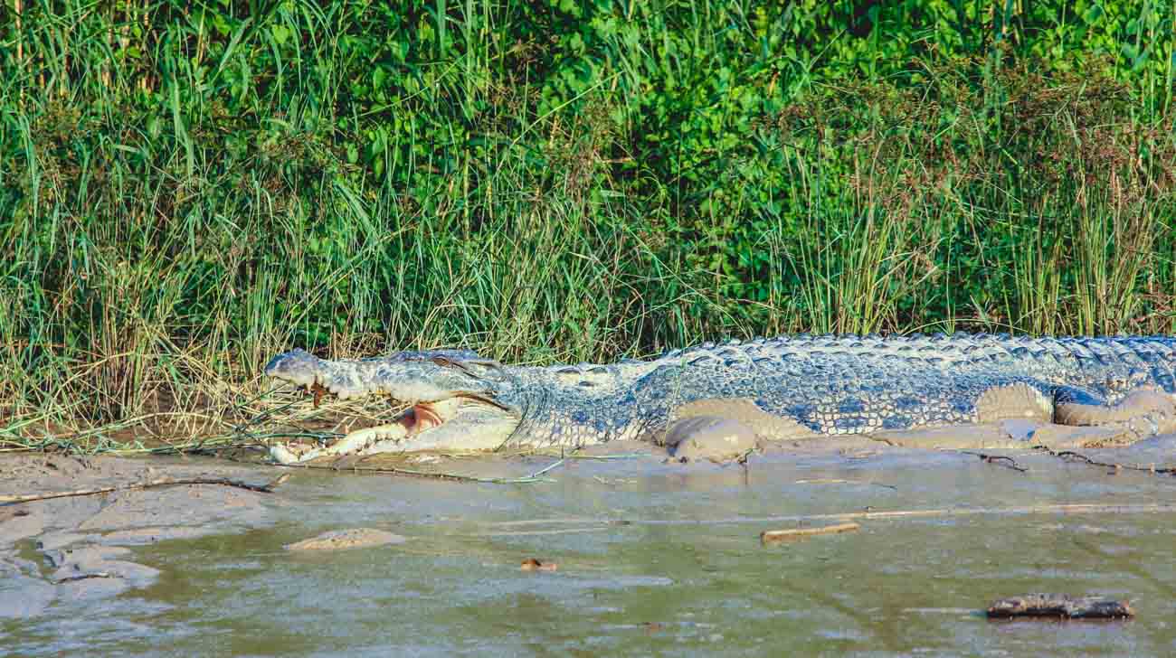 Luckiest Girl on Earth Crocodile in Malaysia