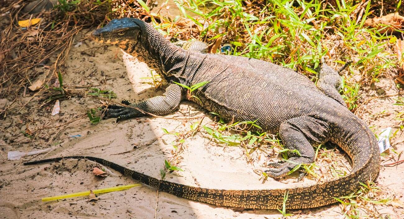 Kota Kinabalu Hopping Manukan island Lizard