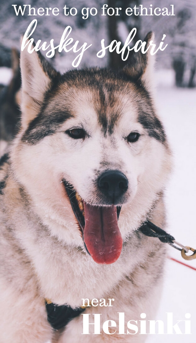 Where to go on ethical husky safari #Finland adventure near #Helsinki? Read this guide for advice on a day trip from Helsinki dog sledding experience in Finland. What you should know about ethical side of dog sledding.