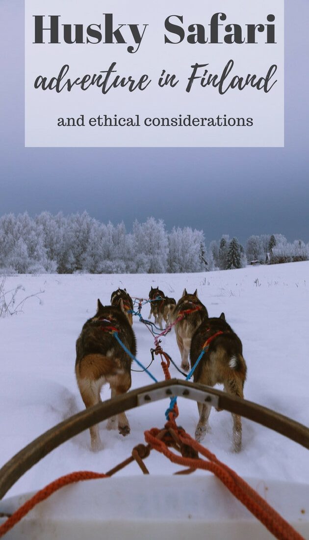 Where to go on ethical husky safari #Finland adventure near #Helsinki? Read this guide for advice on a day trip from Helsinki dog sledding experience in Finland. What you should know about ethical side of dog sledding.
