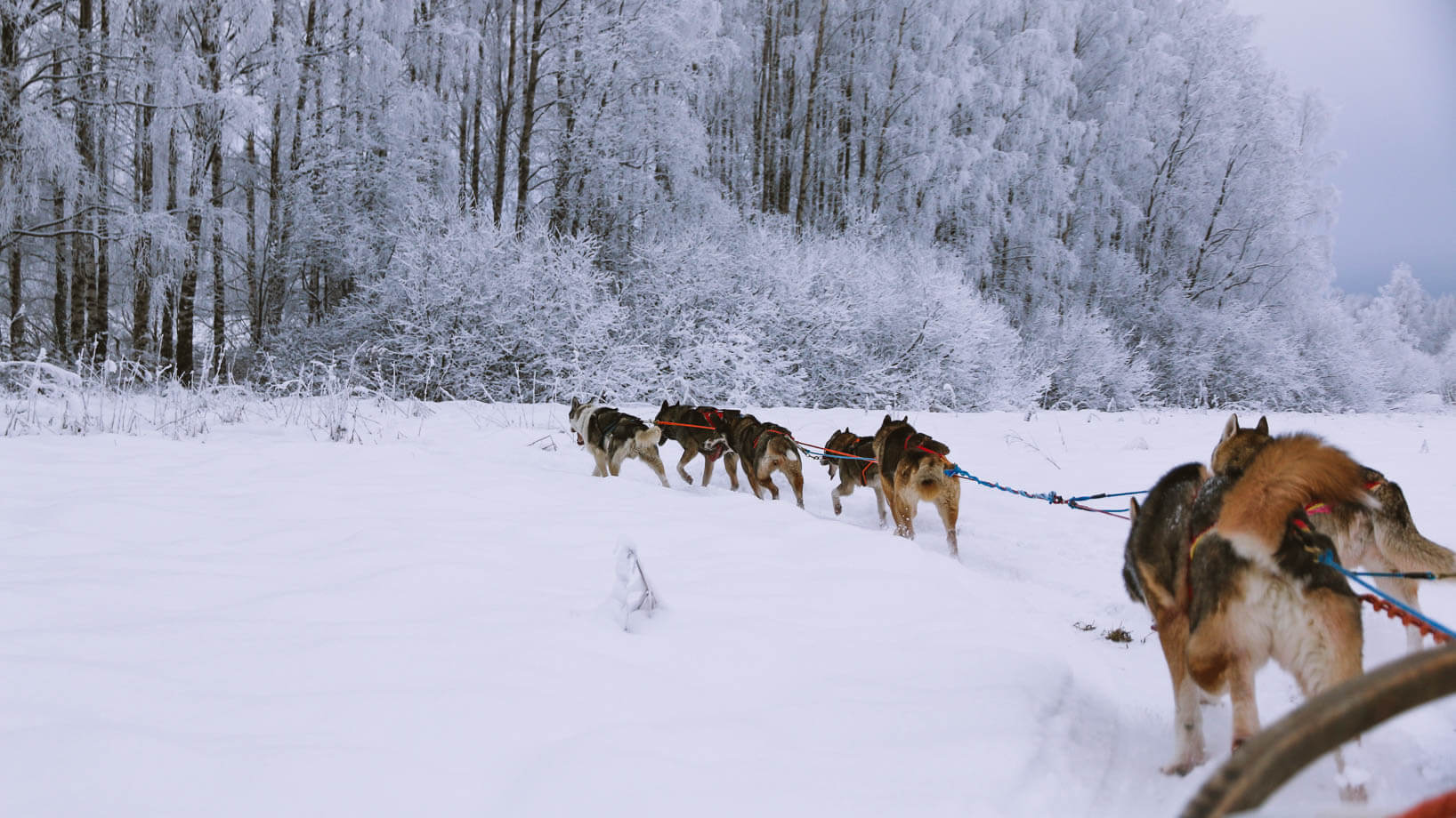 Day Trip from Helsinki: Husky Safari Finland Adventure