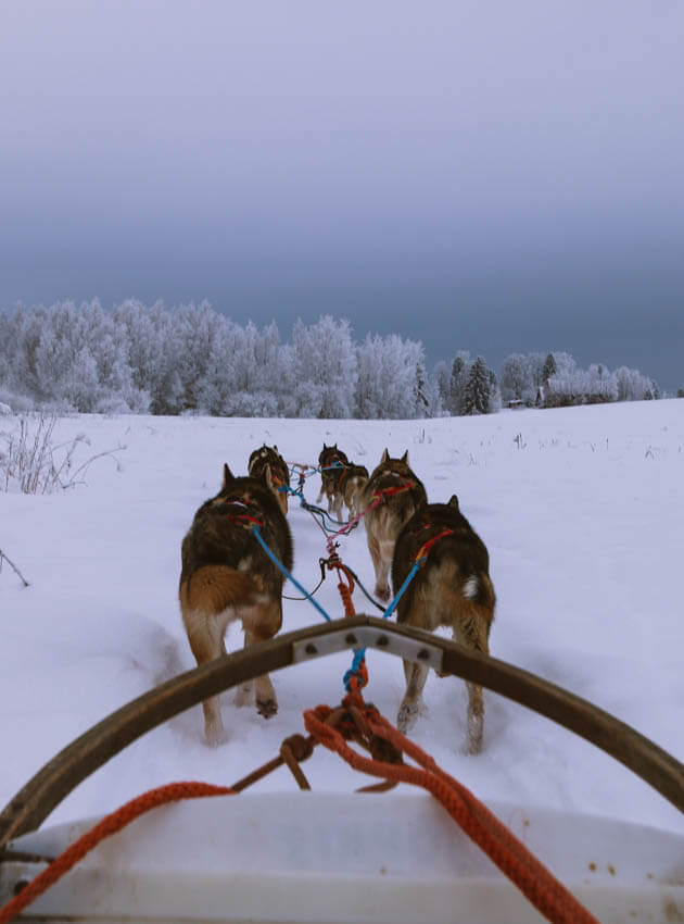 Unforgettable Husky Safari Finland Adventure Huskies1-5