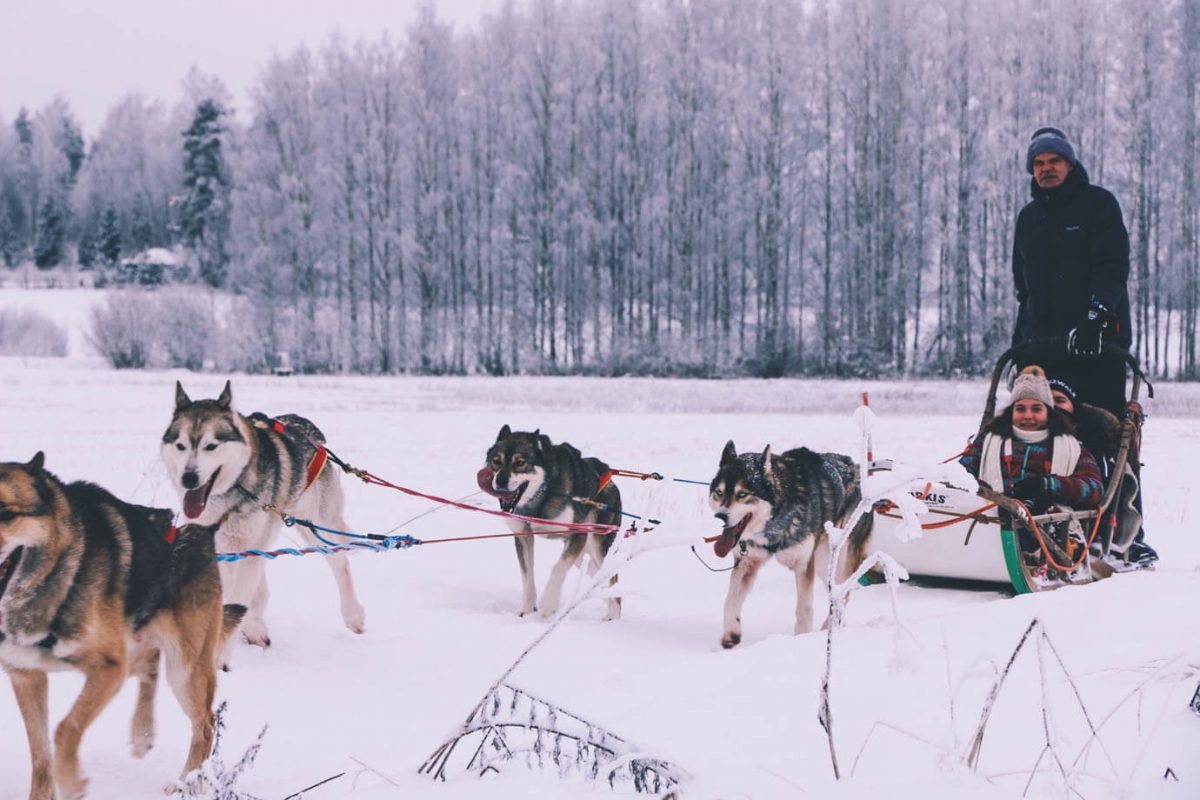 Unforgettable Husky Safari Finland Adventure Ride-2