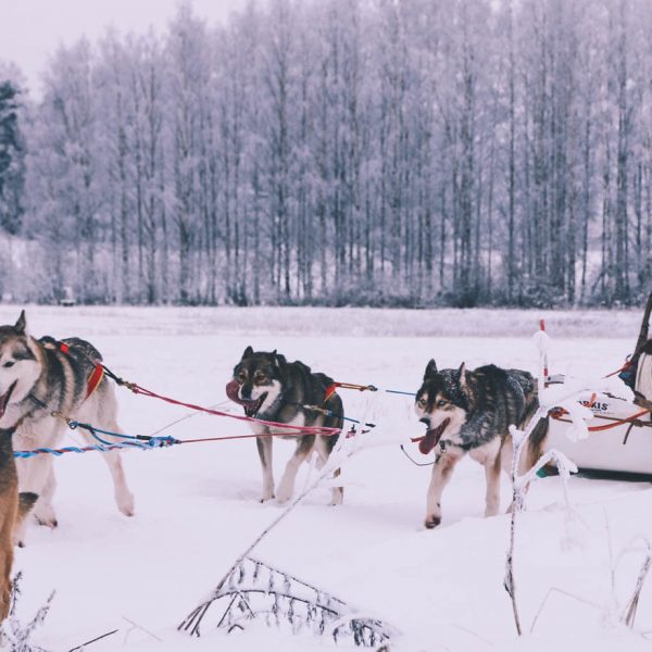Unforgettable Husky Safari Finland Adventure Ride-2