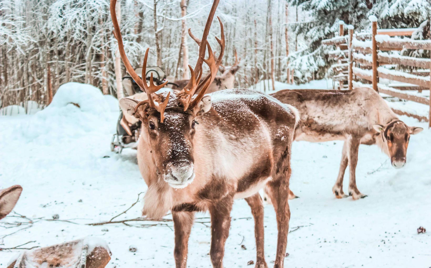 Day trips from Helsinki Ahtari Finland reindeer farm