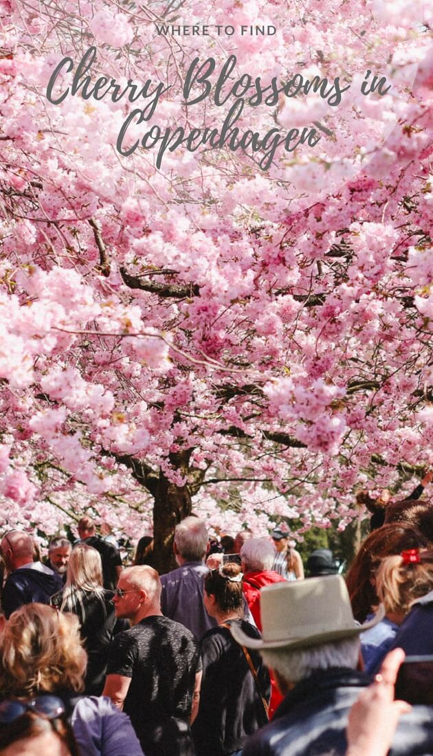 Where to find cherry blossoms in Copenhagen? A local's guide to Copenhagen's most blooming places. #Copenhagen #Denmark #Spring #Sakura