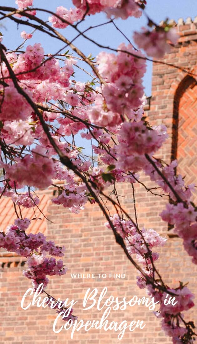Where to find cherry blossoms in Copenhagen? A local's guide to Copenhagen's most blooming places. #Copenhagen #Denmark #Spring #Sakura