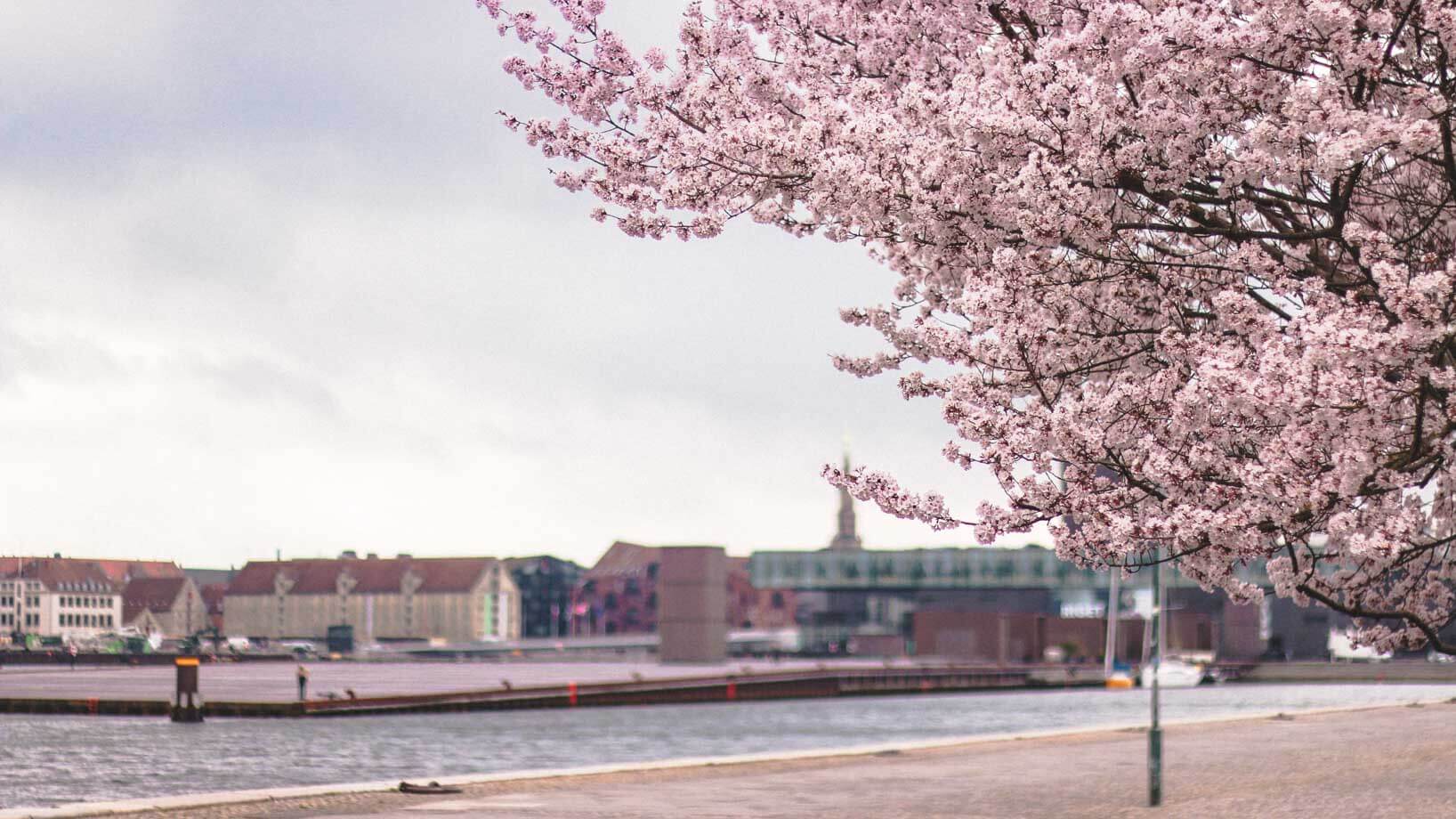 Langelinie Where to find cherry blossoms in Copenhagen_