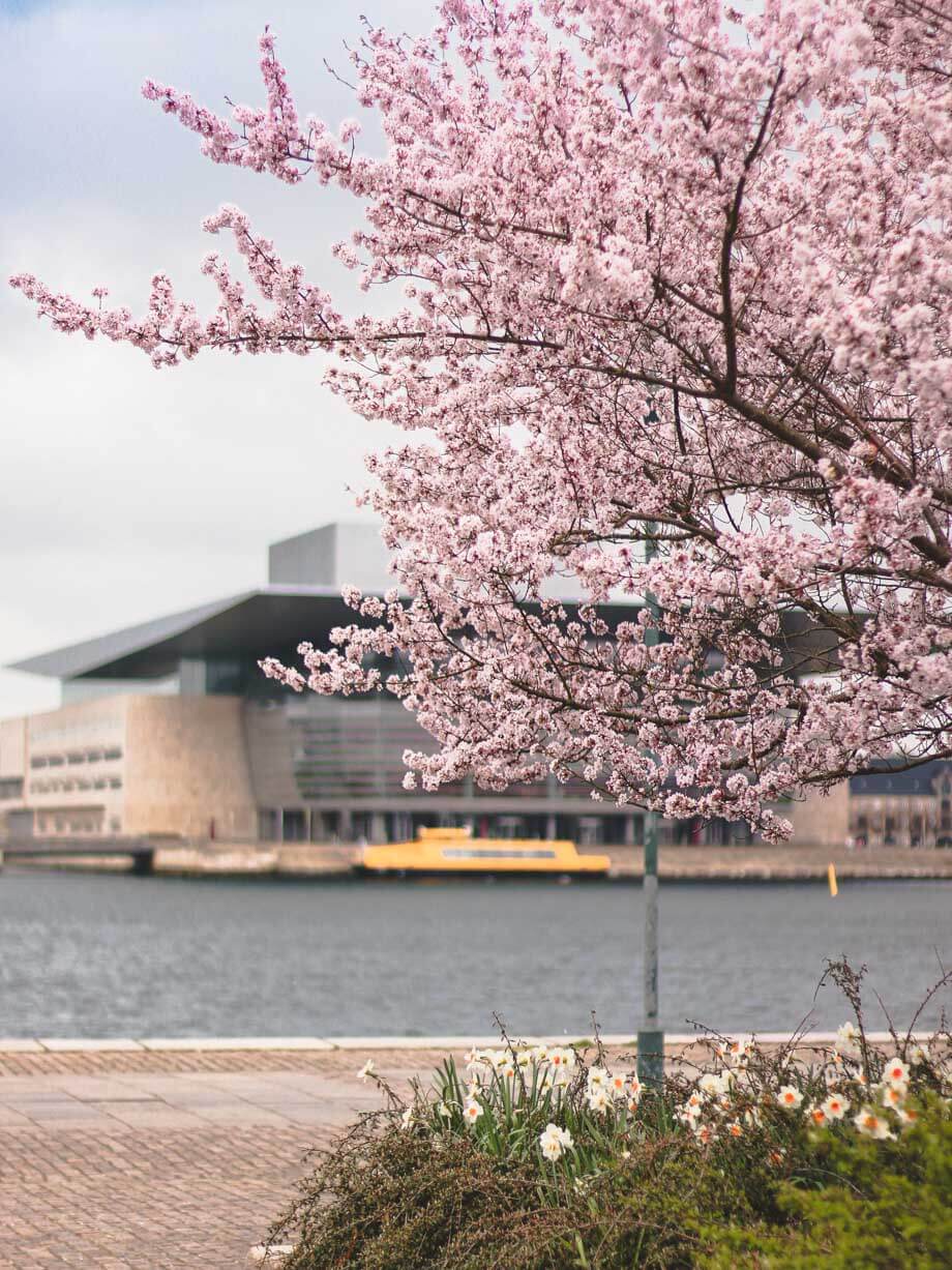 Amaliehaven Where to find cherry blossoms in Copenhagen
