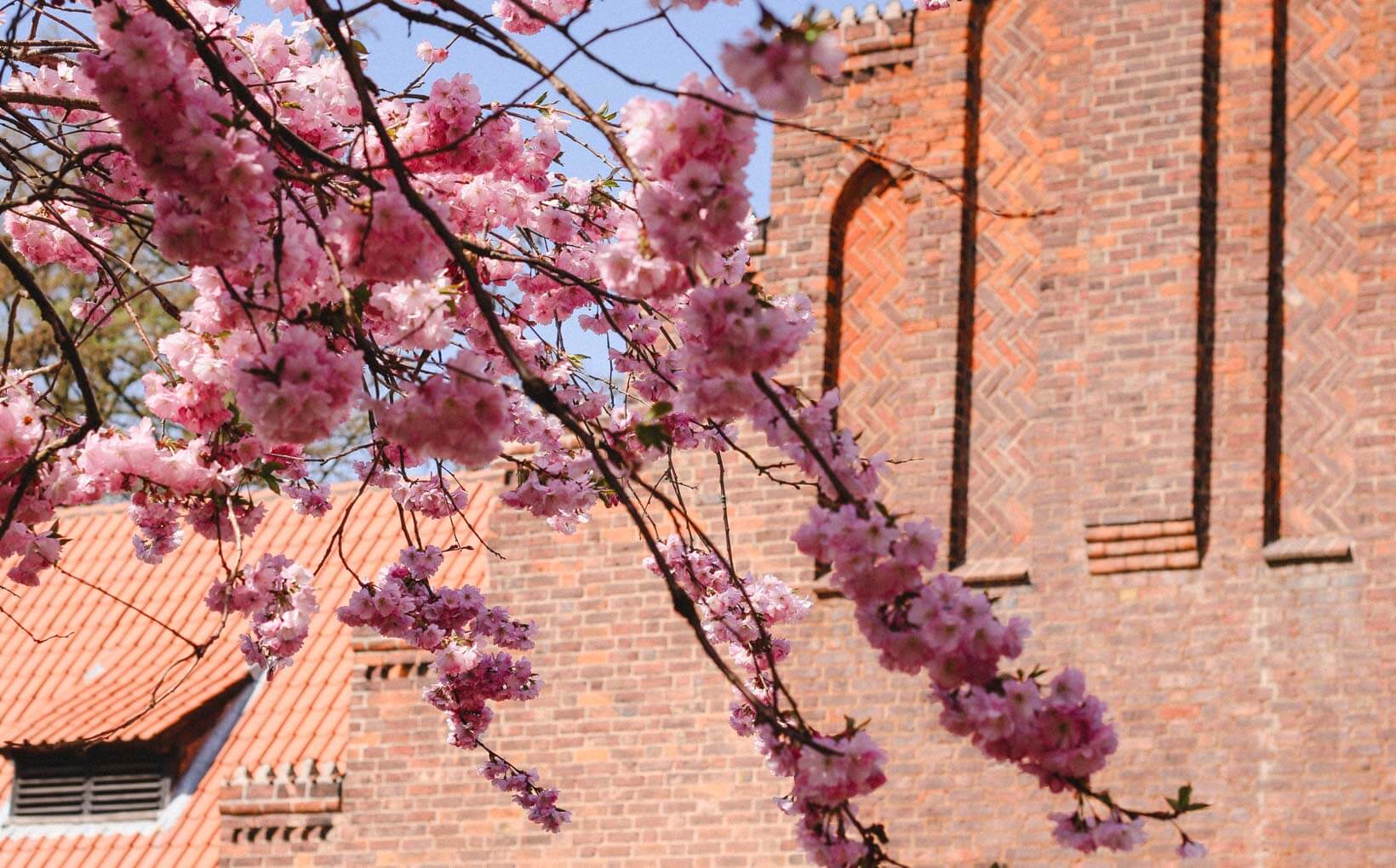 Bispebjerg Kirkegaard Church Where to find cherry blossoms in Copenhagen