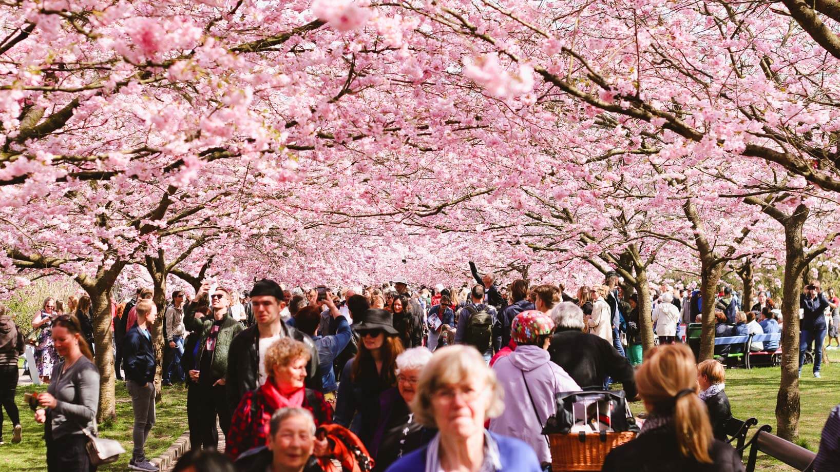 Bispebjerg Kirkegaard Where to find cherry blossoms in Copenhagen