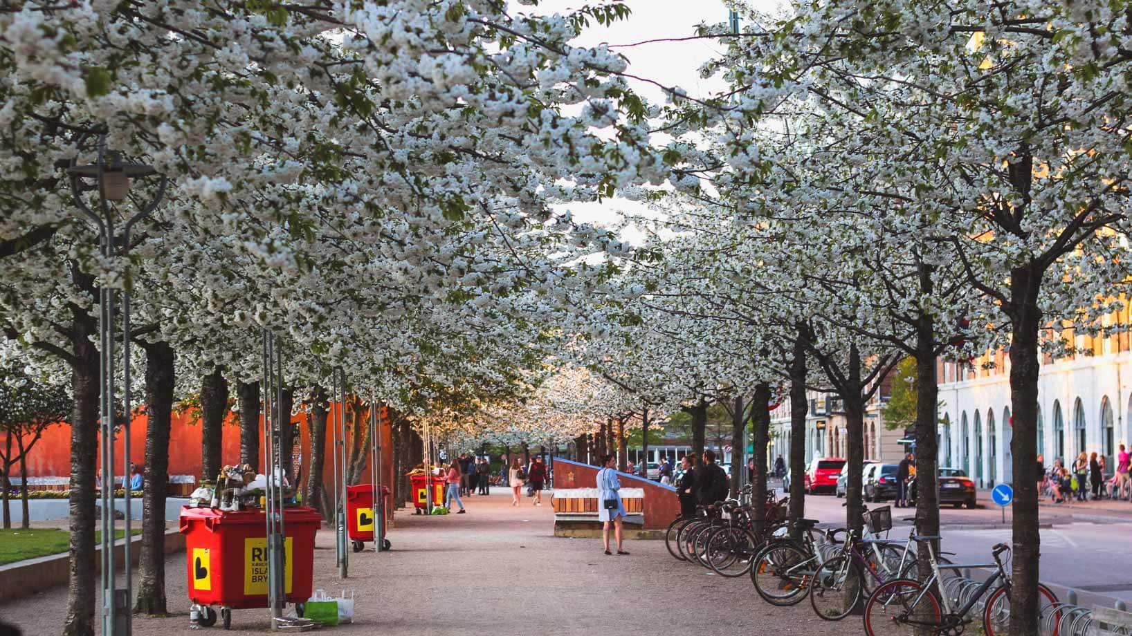 Cherry blossoms in Copenhagen, Islands Brygge