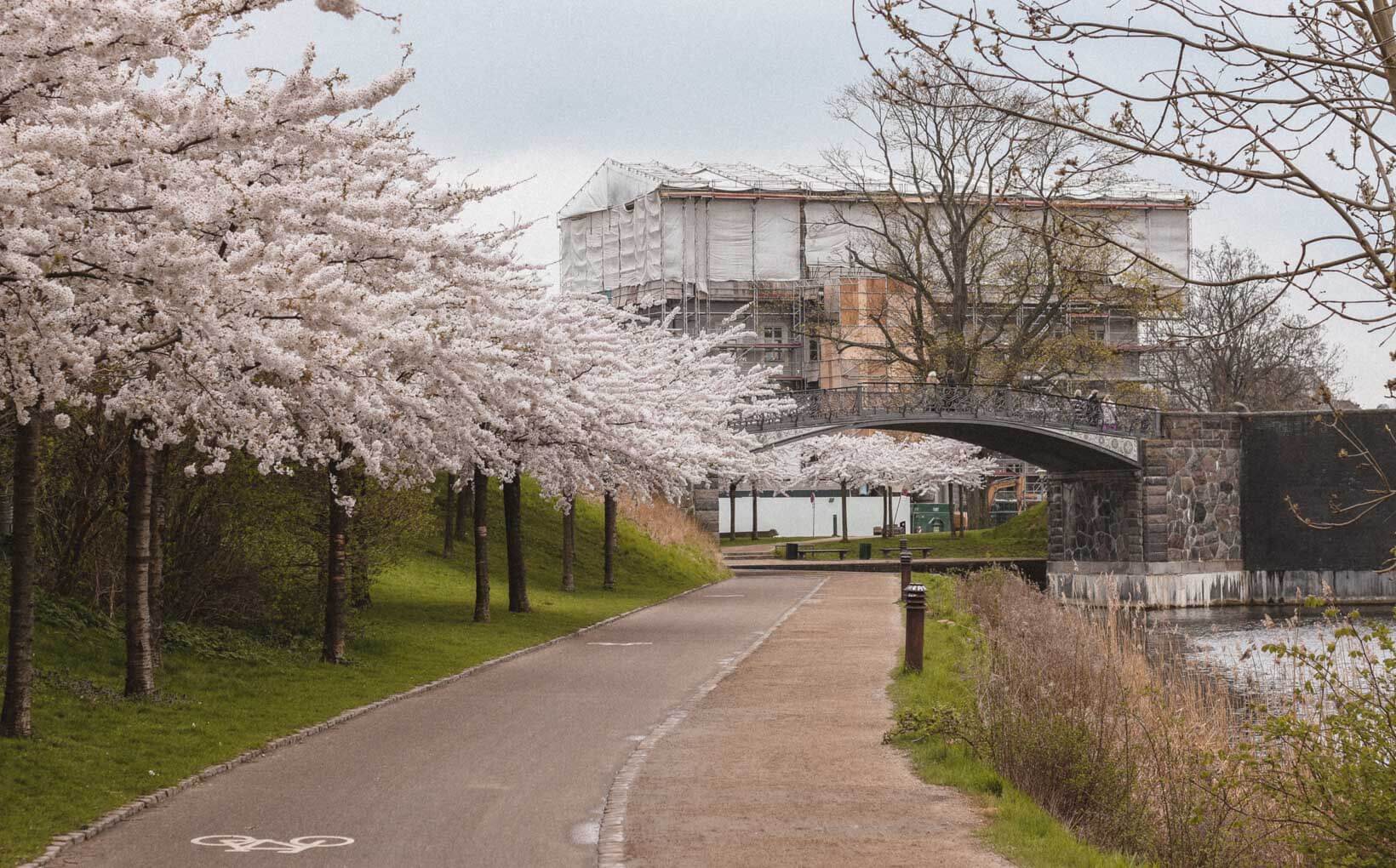 Langelinie Where to find cherry blossoms in Copenhagen_