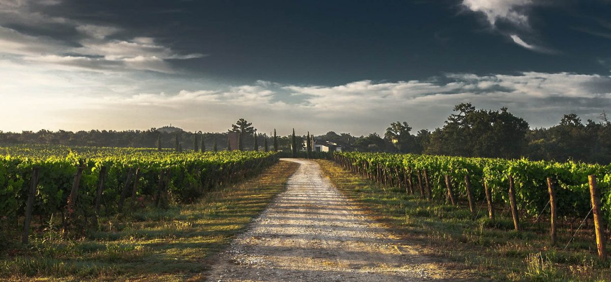 Tuscany Wine Tasting Tours