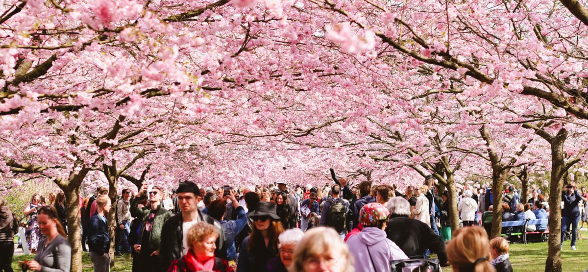 Where to find cherry blossoms in Copenhagen-2