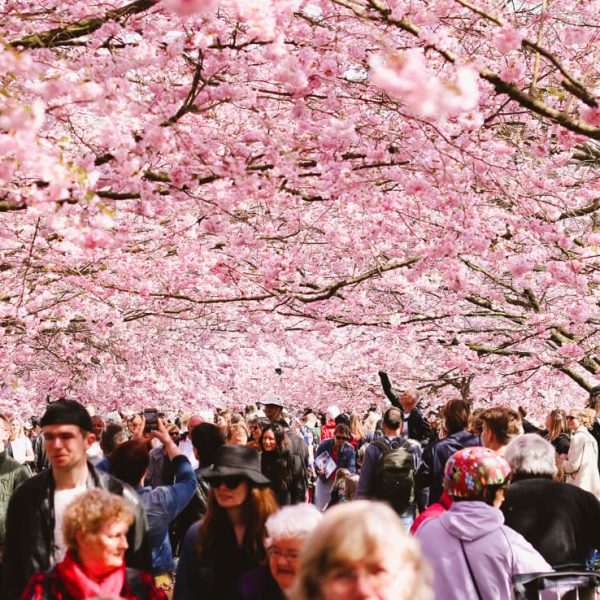 Where to find cherry blossoms in Copenhagen-2