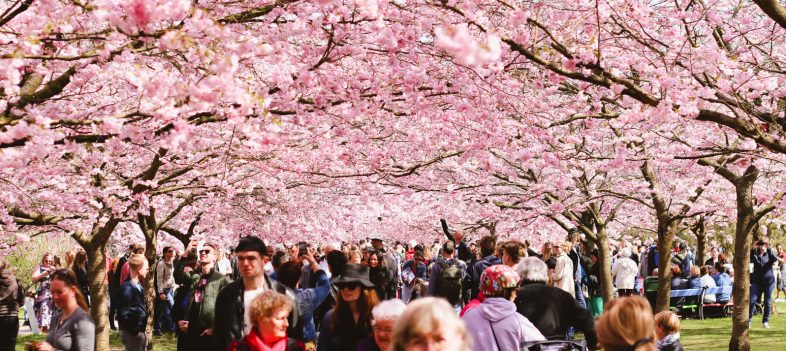 Where to find cherry blossoms in Copenhagen-2