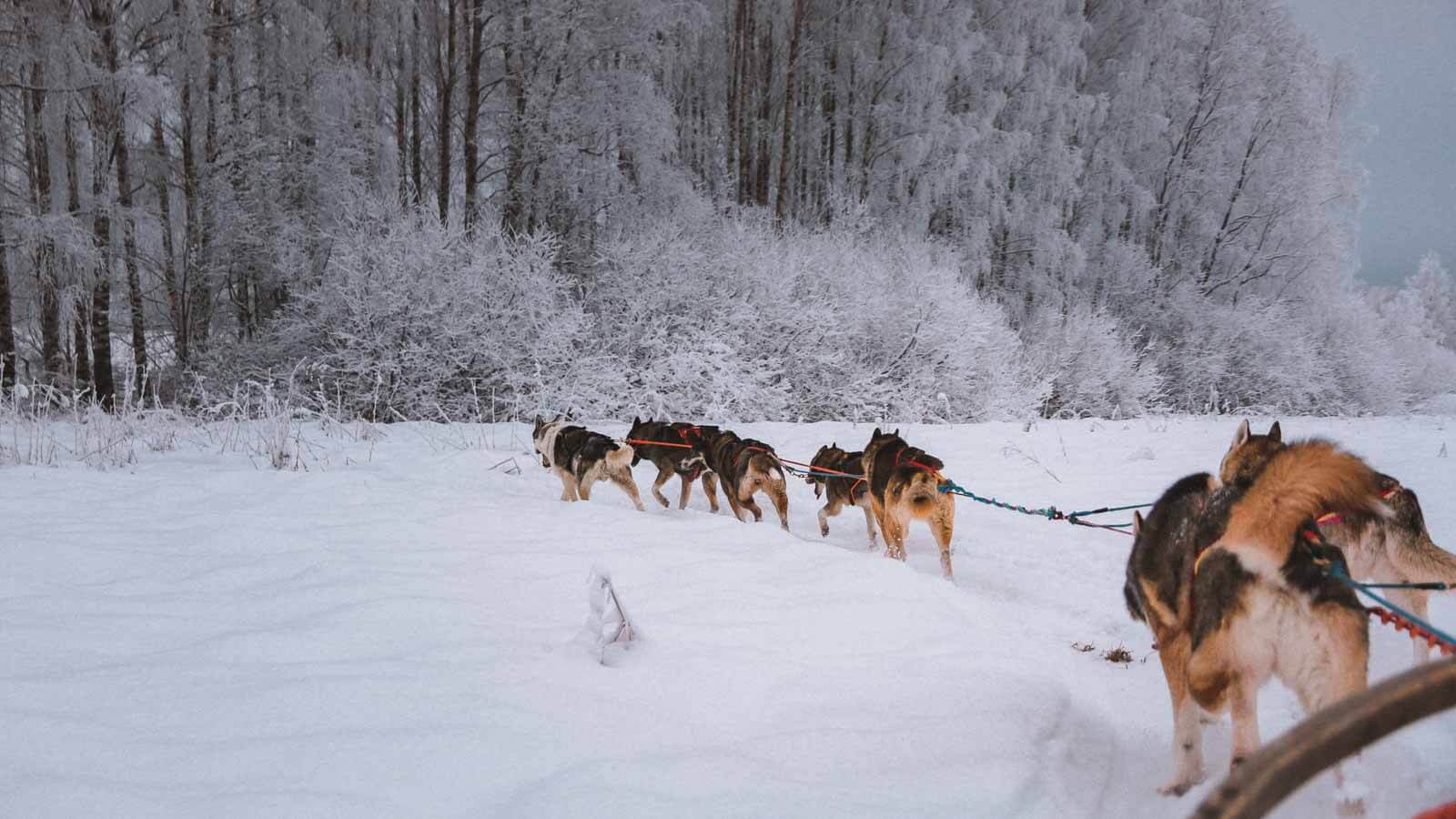 Husky Safari. Epic Adventure Bucket List Ideas For Every Month of The Year