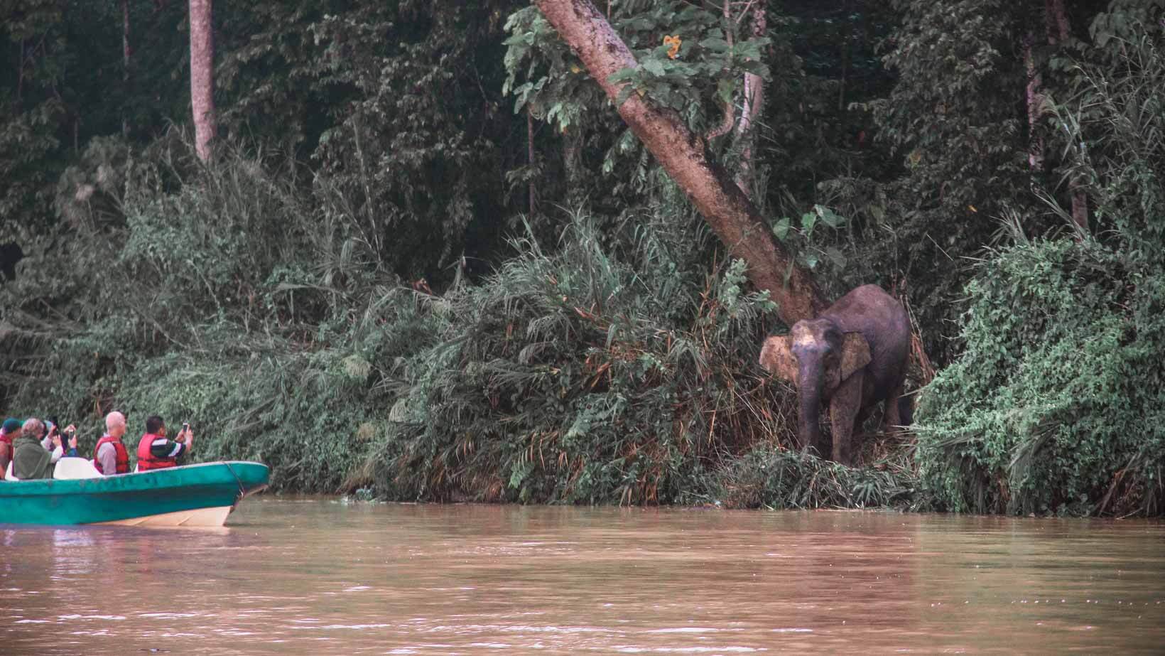 kinabatangan river cruise. Epic Adventure Bucket List Ideas For Every Month of The Year
