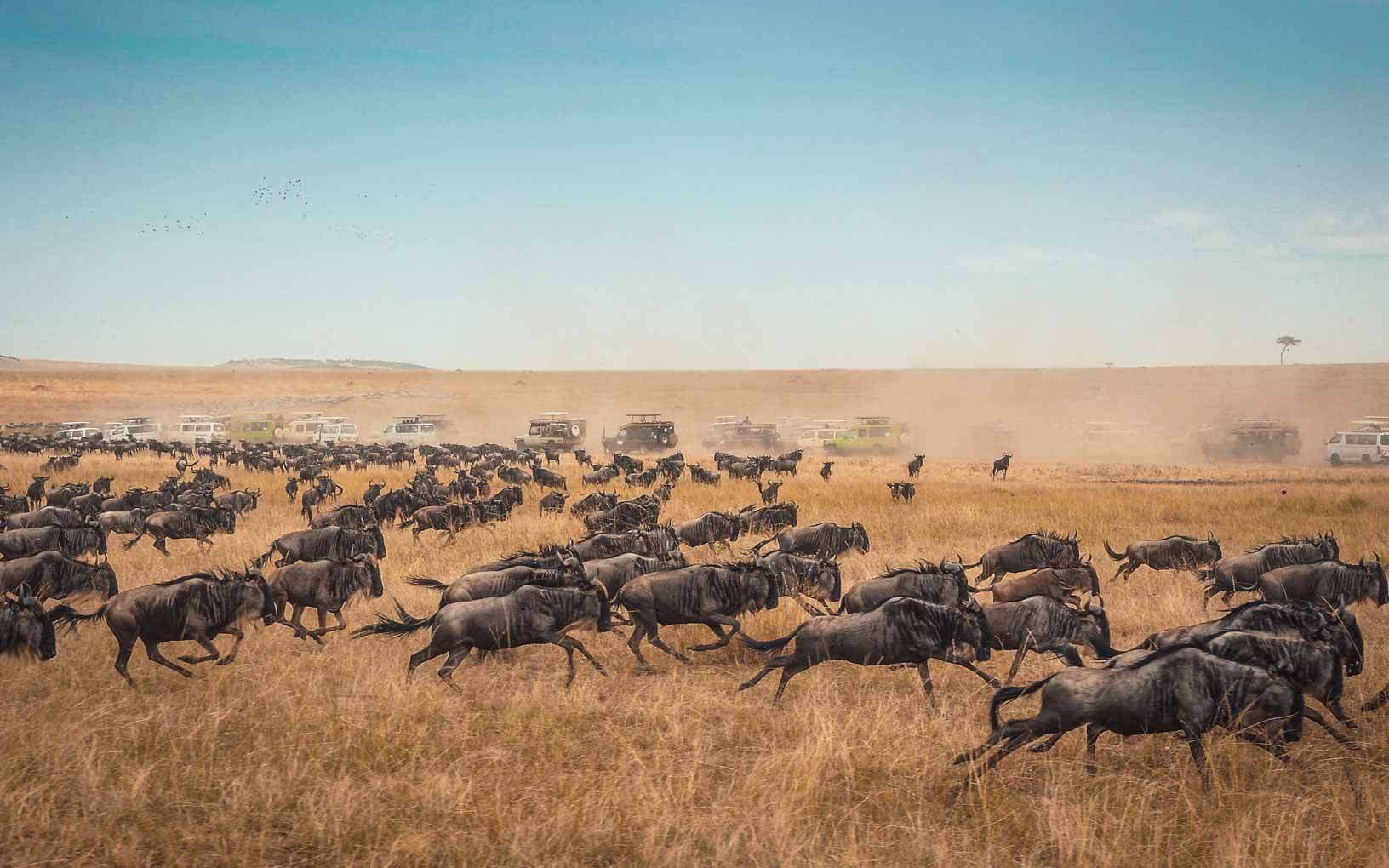 wildlife migration in Kenya. Epic Adventure Bucket List Ideas For Every Month of The Year