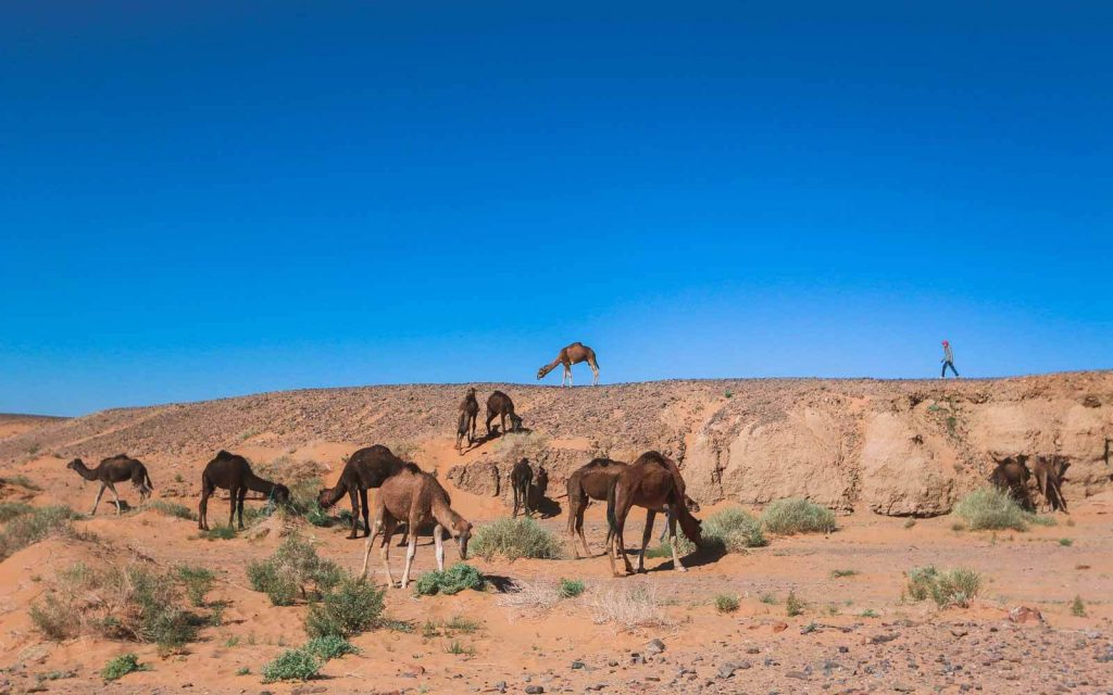 Merzouga-desert-tour-camels-One-Week-Morocco-Itinerary