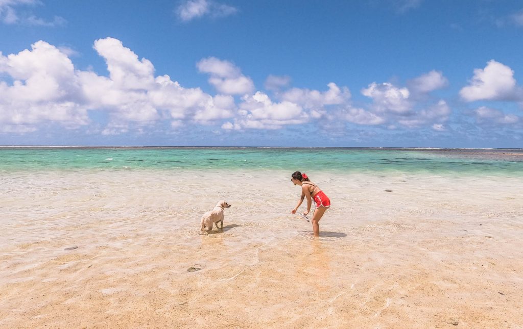  Stray-dogs-in-Rarotonga