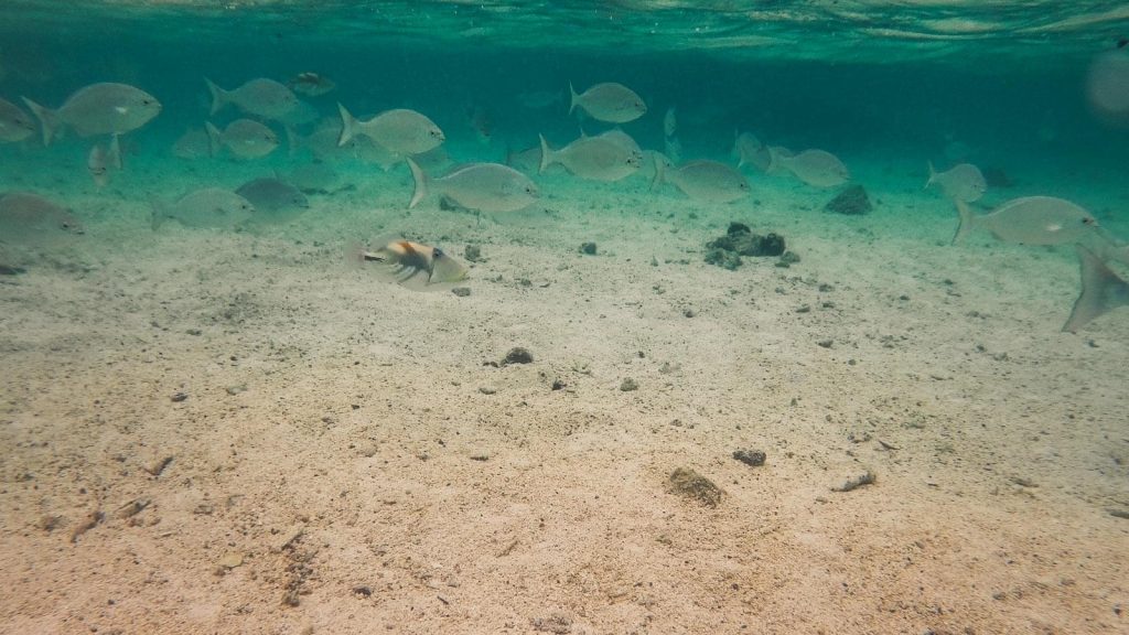 rarotonga-snorkeling