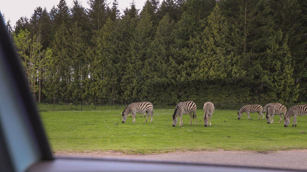 Summer-in-Denmark-Knuthenborg-Safari-zebras