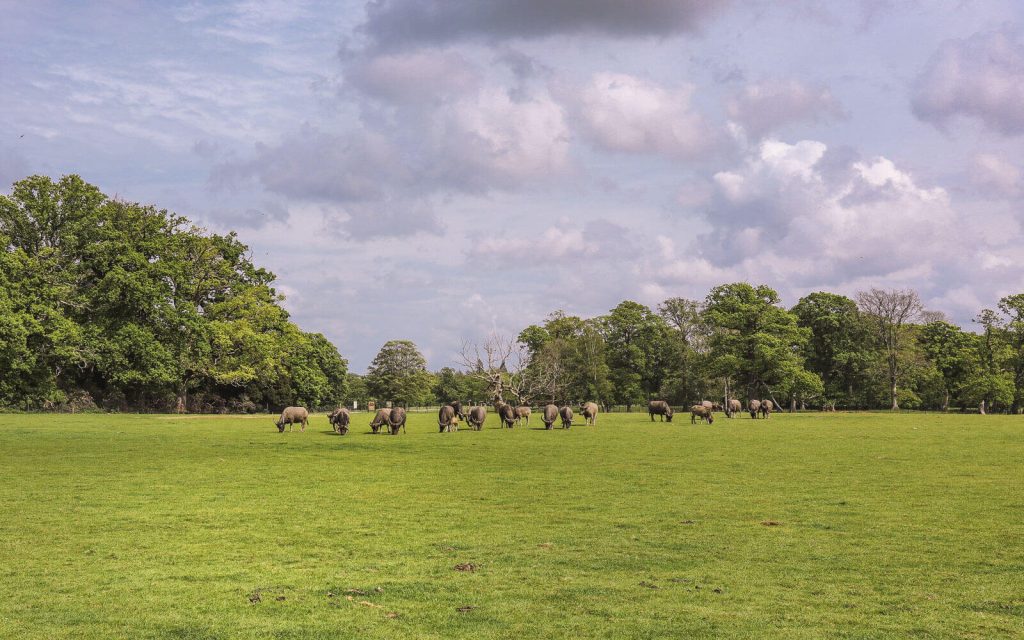 Summer-in-Denmark-Knuthenborg-Safari-zebras-3