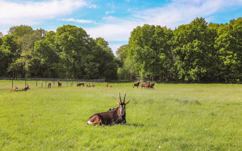 Summer-in-Denmark-Knuthenborg-Safari-zebras-4