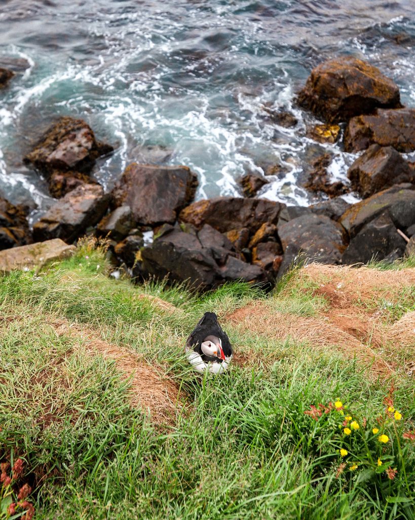 Puffins in Iceland