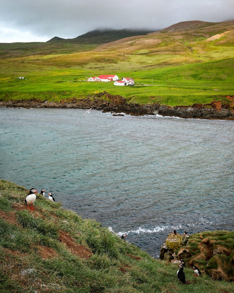 puffin settlement in Iceland