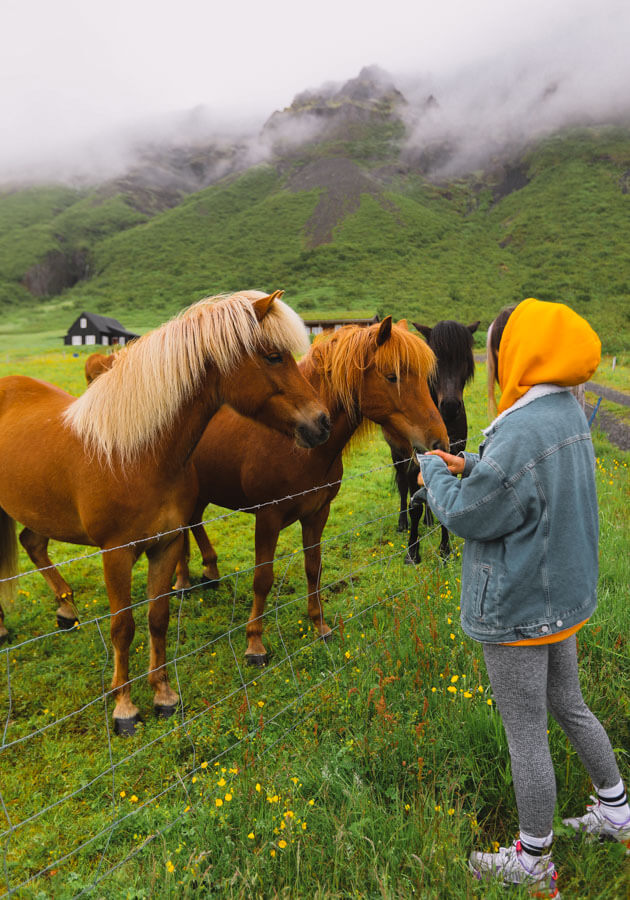 girl-feeding-Icelandic-horses