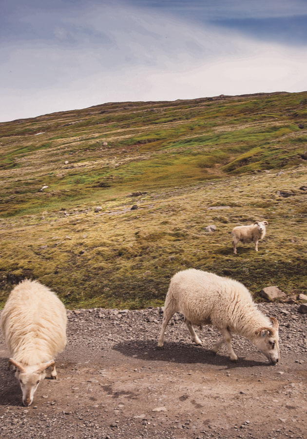 Icelandic-sheep