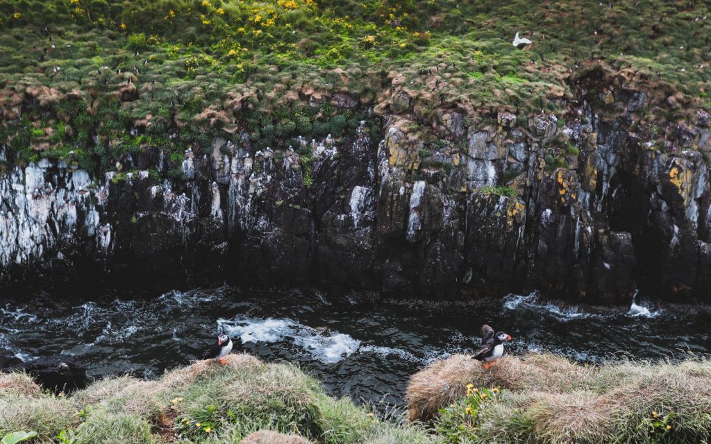 puffins-at-Borgarfjarðarhöfn-_-1