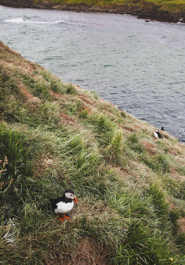 puffins-at-Borgarfjarðarhöfn-_-2