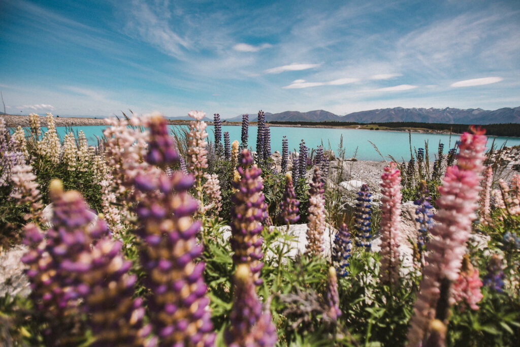 Lake-Tekapo-Lupins-2