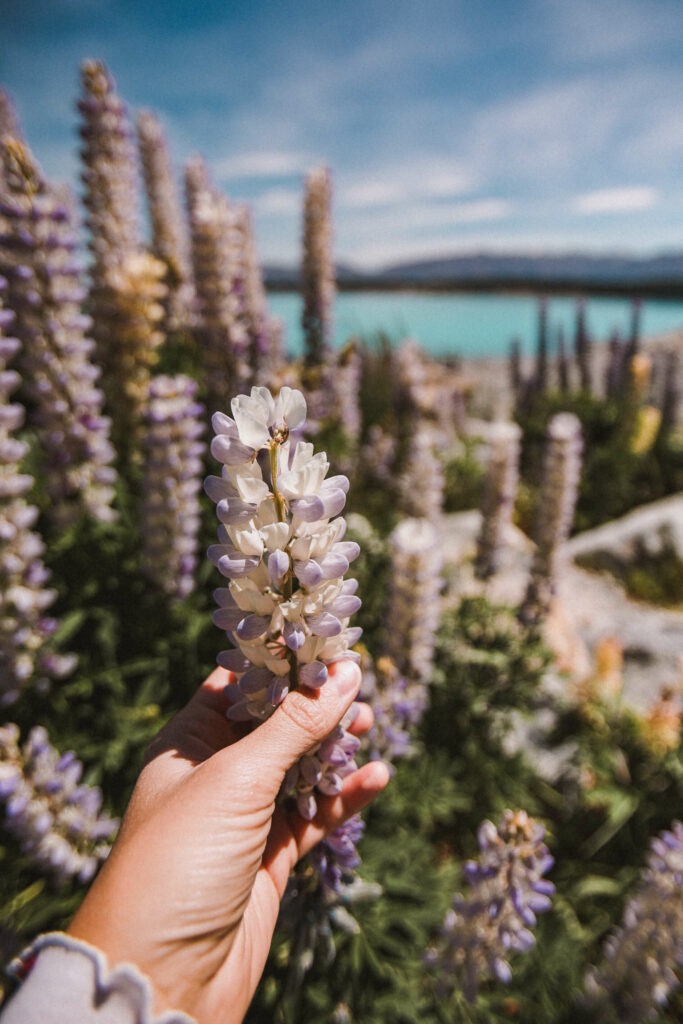 Lake-Tekapo-Lupins