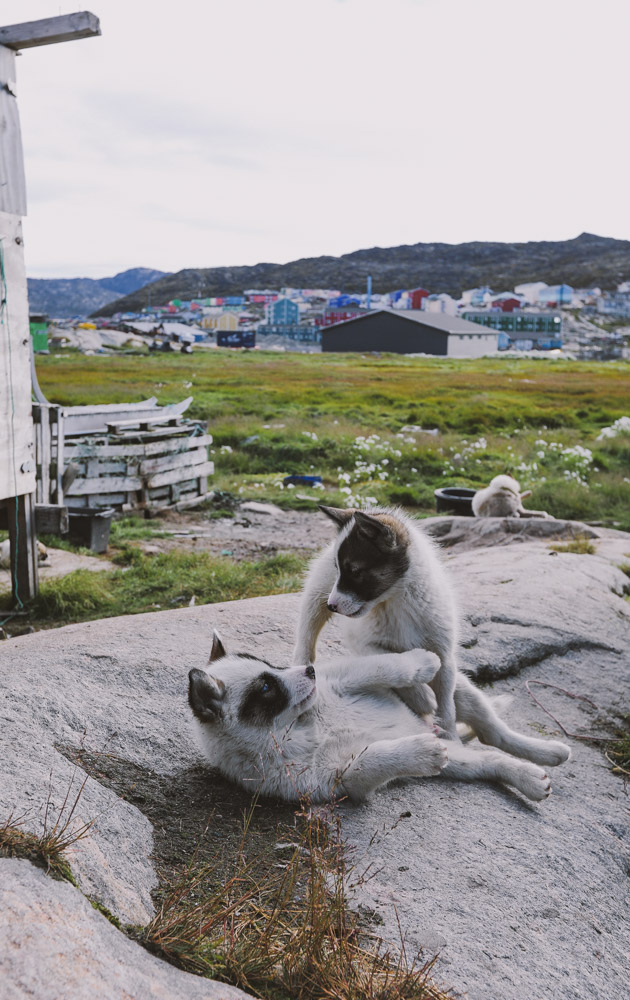 Plan-a-Trip-to-Greenland-Sledding-Dogs