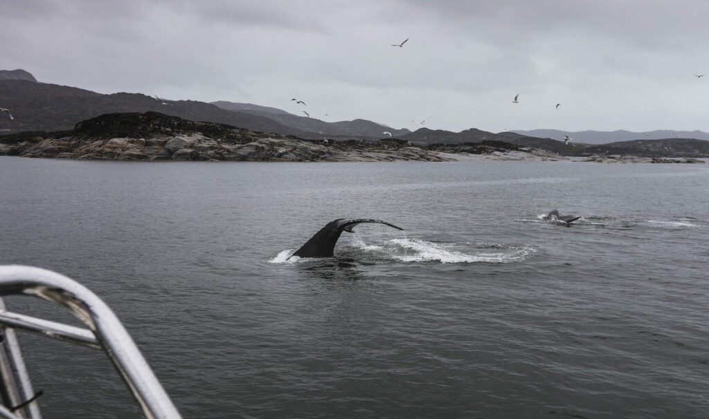 Plan-a-Trip-to-Greenland-to-See-Whales