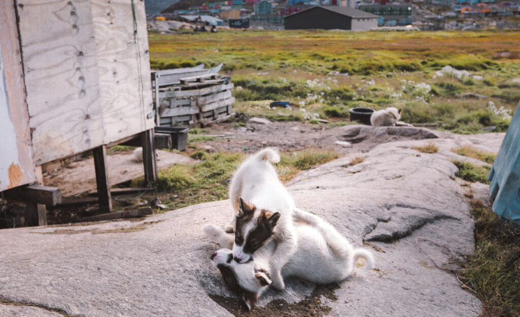 Greenland-Travel-Itinerary-Day-5-Ilulissat-Husky-Farm